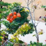 Come Potare Bonsai Per Far Ingrossare Il Tronco Tecniche di potatura per far ingrossare il tronco del bonsai