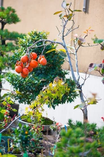 Come Potare Bonsai Per Far Ingrossare Il Tronco 1 Tecniche di potatura per far ingrossare il tronco del bonsai