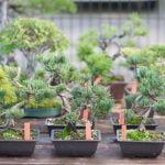 Che Bonsai Esistono Scopri quali tipi di bonsai esistono nel mondo