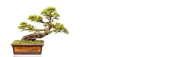 Segui le indicazioni per potare correttamente il tuo bonsai di ficus