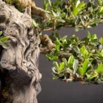 Cosa Significa La Parola Bonsai Scopri il significato della parola BONSAI e la sua storia millenaria in Oriente e Occidente