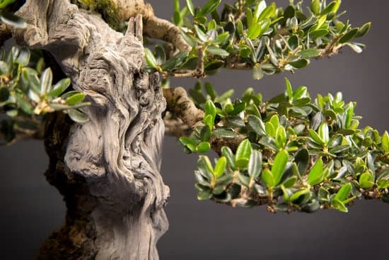 Cosa Significa La Parola Bonsai 1 Scopri il significato della parola BONSAI e la sua storia millenaria in Oriente e Occidente