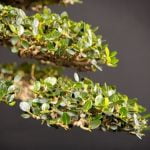 Quando Si Pota Il Bonsai Ficus Benjamina quando si pota il bonsai ficus benjamina per favorire la crescita e la forma desiderata