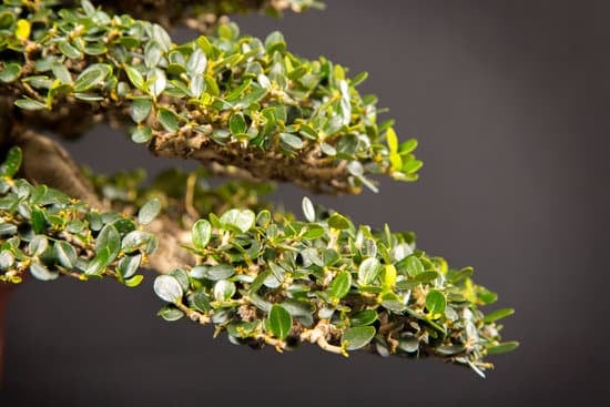 quando si pota il bonsai ficus benjamina per favorire la crescita e la forma desiderata