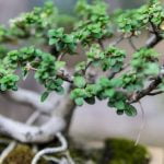 Cosa Fare Dopo l'Universita Del Bonsai 10 attività divertenti da fare dopo l'Università del Bonsai