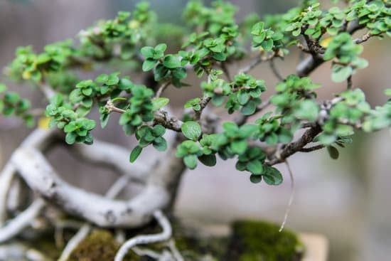 Cosa Fare Dopo l'Universita Del Bonsai 1 10 attività divertenti da fare dopo l'Università del Bonsai