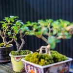 Cosa Costa Bonsai Ficus 100 Anni Scopri il prezzo del bonsai Ficus 100 anni e fai un affare