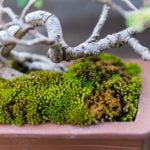 cure, luce e annaffiature