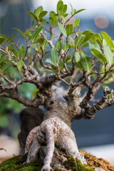 guida completa per una corretta potatura