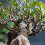 Come Trattare Pino Bonsai Appena Stirpato cure immediate e cura del terreno