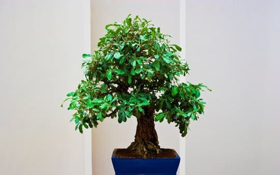 Come Si Fa Un Bonsai Video 1 guida passo-passo per principianti