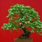 Come Curare Il Bonsai Di Olivo consigli utili per mantenere la salute della pianta