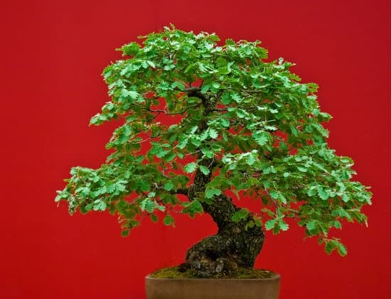 Come Curare Il Bonsai Di Olivo 1 consigli utili per mantenere la salute della pianta