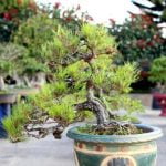 Guida dettagliata su come fare un bonsai di acero