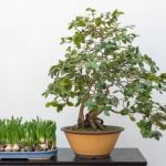 Come Preparare Un Bonsai Per Una Mostra Come preparare un bonsai per una mostra con cura e precisione