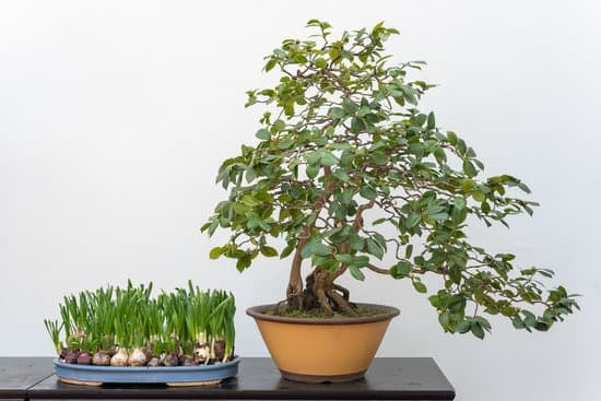 Come Preparare Un Bonsai Per Una Mostra 1 Come preparare un bonsai per una mostra con cura e precisione
