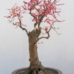 Come Tenere Un Bonsai Ficus Scopri i segreti su come tenere un bonsai ficus sano e rigoglioso con cura e attenzione