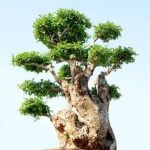 Dove Comprare Bonsai Prezzo Basso Scopri qui dove comprare bonsai a prezzo basso per rendere verde il tuo spazio vitale