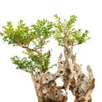 Come Riporre Rimedio Alla Caduta Di Foglie Del Bonsai Ginseng Utilizza concimi specifici per il bonsai ginseng per contrastare la caduta delle foglie