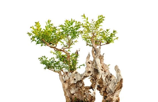 Scopri il significato e la storia del bonsai giapponese in poche parole