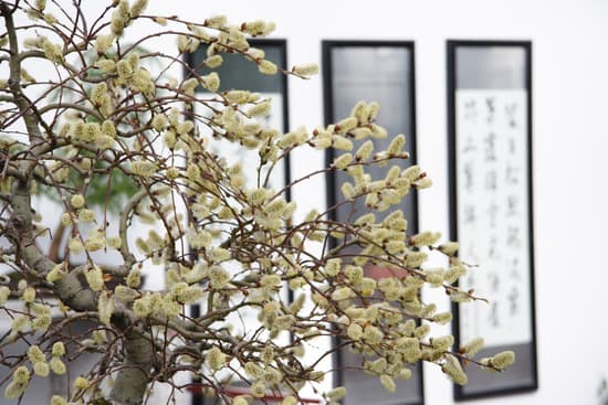 Dove Comprare Bonsai a Udine 1 visita i vivai specializzati della zona