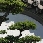 Quando Concimare I Bonsai Scopri quando concimare i bonsai per favorire la loro crescita sana e rigogliosa