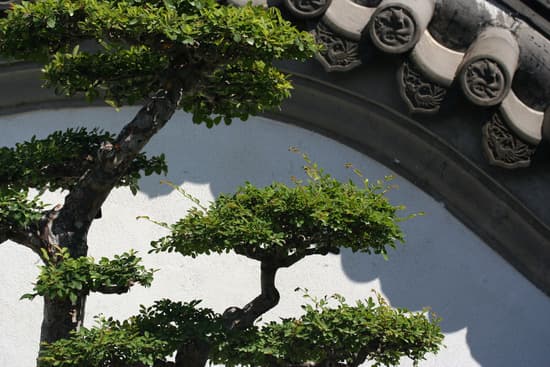 Quando Concimare I Bonsai 1 Scopri quando concimare i bonsai per favorire la loro crescita sana e rigogliosa