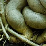 potatura, concimazione e controllo dell'umidità