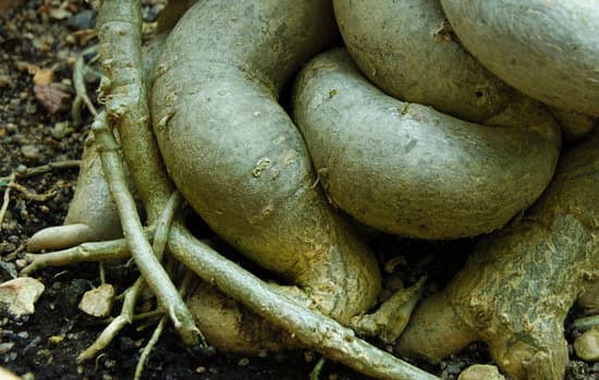 potatura, concimazione e controllo dell'umidità