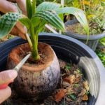 Come Si Cura Il Bonsai Di Ulivo Segui le istruzioni specifiche per la potatura e l'irrigazione del bonsai di ulivo