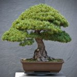 cure, innaffiature e posizione adeguata