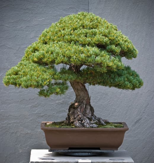 Come Far Sopravvivere Un Bonsai 1 cure, innaffiature e posizione adeguata