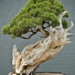 Quante Specie Di Bonsai Ligustro Esistono scopri quante specie esistono