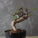 Perché Cadono Le Foglie Del Bonsai cause e rimedi per mantenere la bellezza