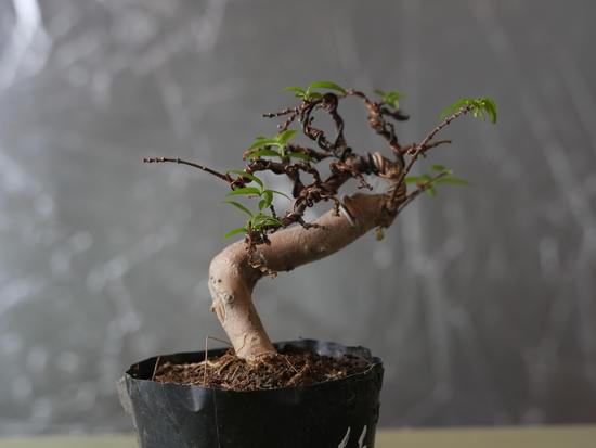 Perché Cadono Le Foglie Del Bonsai 1 cause e rimedi per mantenere la bellezza