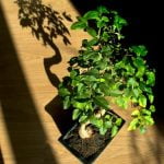 Come Curare Il Mandarino Bonsai Foglie Secche consigli per ristabilire l'umidità corretta