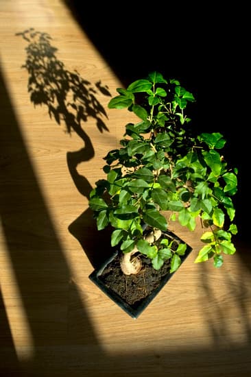 Come Curare Il Mandarino Bonsai Foglie Secche 1 consigli per ristabilire l'umidità corretta