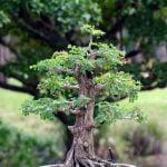 Con Cosa Fertilizzare Terreno Per Bonsai Scopri come fertilizzare terreno per bonsai con prodotti naturali e sicuri per la crescita ottimale