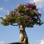 Come Fare Un Bonsai Di Alloro Segui le istruzioni dettagliate su come fare un bonsai di alloro in pochi passaggi