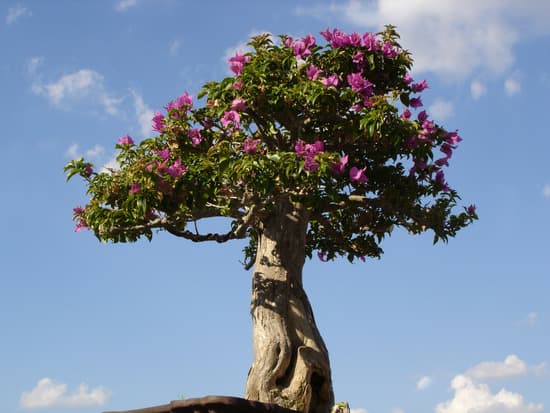 Segui le istruzioni dettagliate su come fare un bonsai di alloro in pochi passaggi