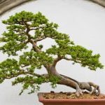 Quando Si Possono Potare I Bonsai consigli e linee guida