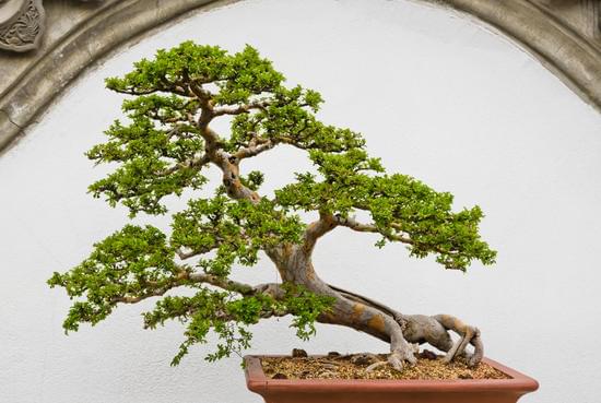 Quando Si Possono Potare I Bonsai 1 consigli e linee guida
