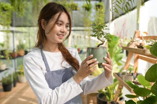 Come Curare Un Bonsai Di Glicine 1 Creare un ambiente umido per curare un bonsai di glicine