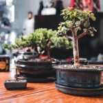 Come Fare Un Faggio Bonsai guida dettagliata passo dopo passo