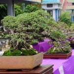 Come Fare Un Bonsai Di Faggio passo dopo passo per un risultato perfetto