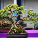 Come Fare Un Bonsai Di Ciliegio Da Ramo Guida dettagliata su come fare un bonsai di ciliegio da ramo