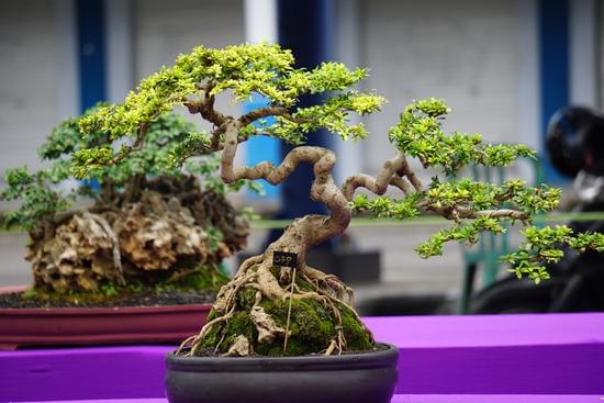 Come Fare Un Bonsai Di Ciliegio Da Ramo 1 Guida dettagliata su come fare un bonsai di ciliegio da ramo