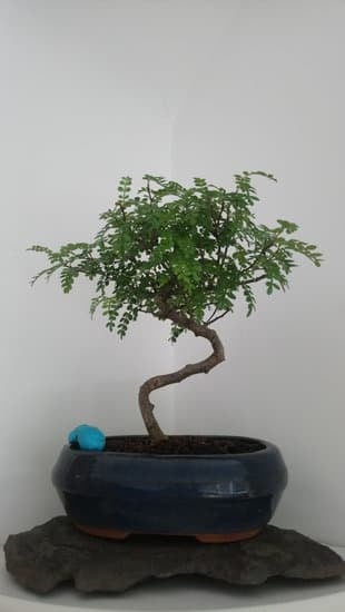 Utilizza un filo resistente per fare un tirante per bonsai