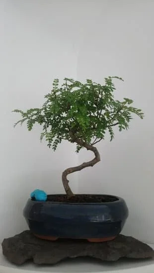 Come.Fare Un Tirante Per Bonsai 1 Utilizza un filo resistente per fare un tirante per bonsai