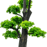 Come Curare Ginseng Bonsai consigli pratici e utili
